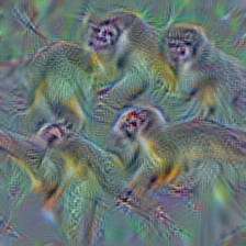 n02494079 squirrel monkey, Saimiri sciureus